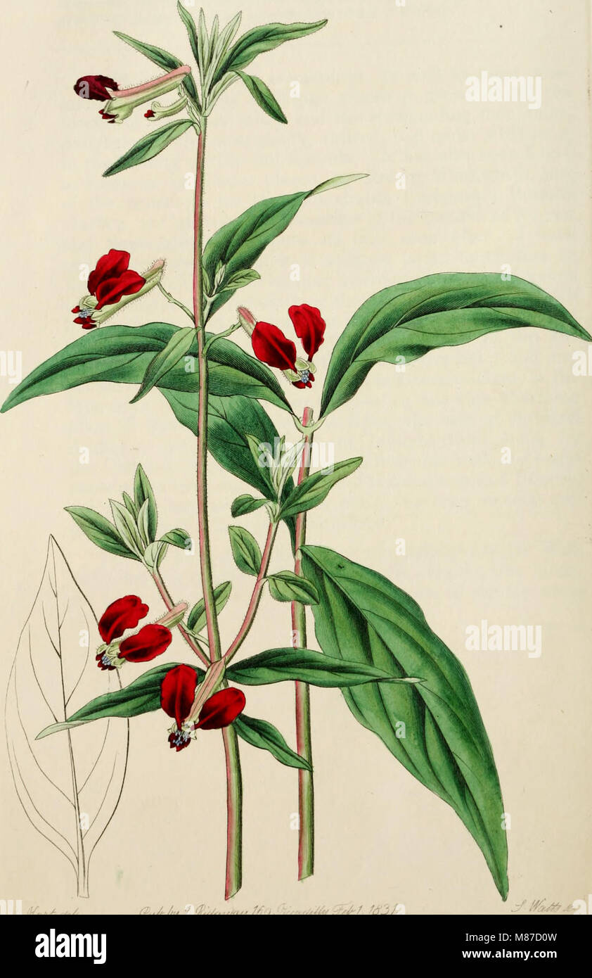 This botanical register, published between 1829-1847 by Edwards ...