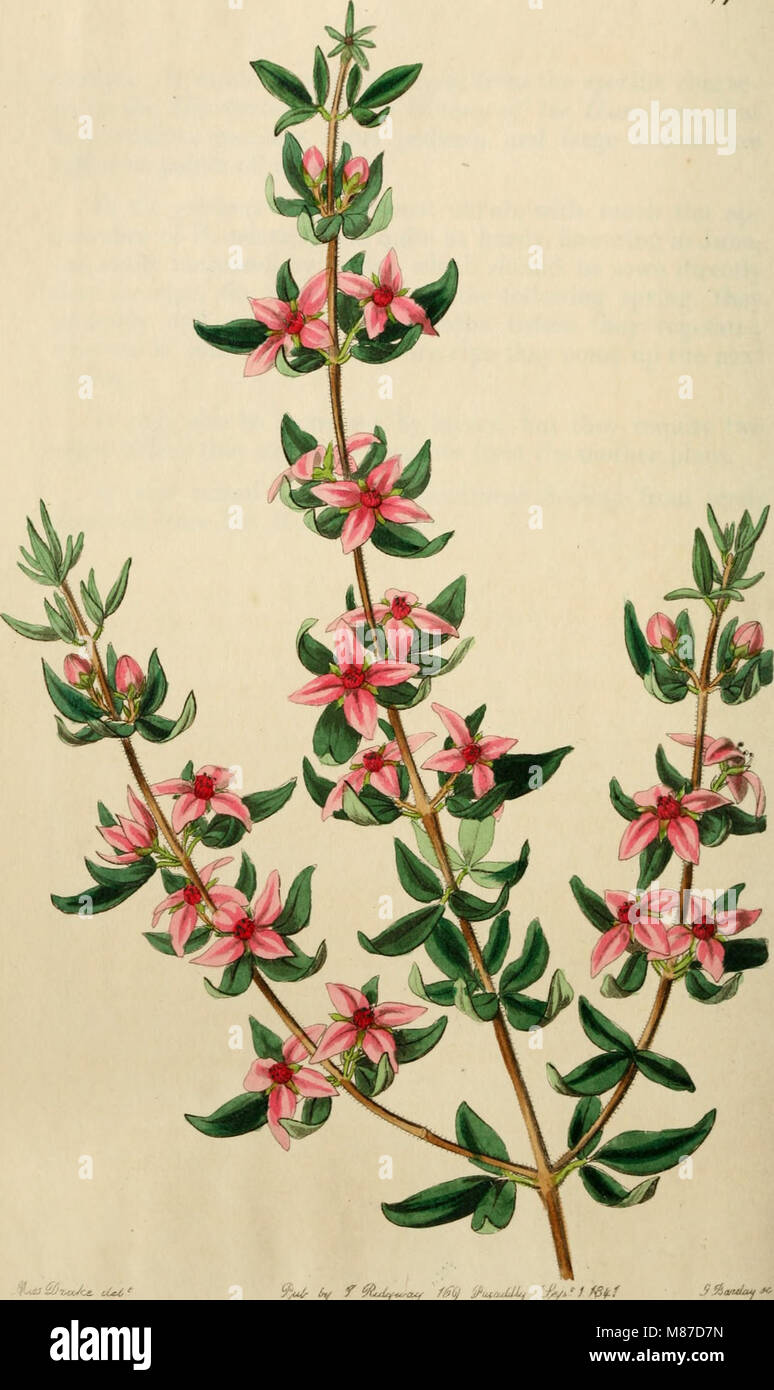 Edwards' Botanical Register (1829-1847) is a comprehensive record of ...
