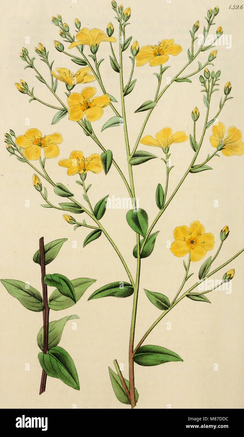 This botanical register, published from 1829 to 1847, provides ...
