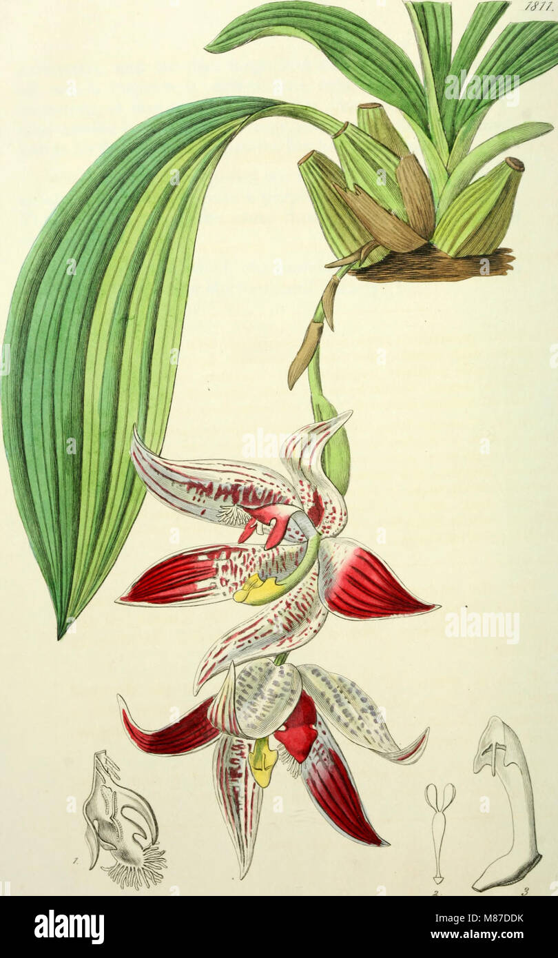 Spanning from 1829 to 1847, this botanical register offers detailed ...