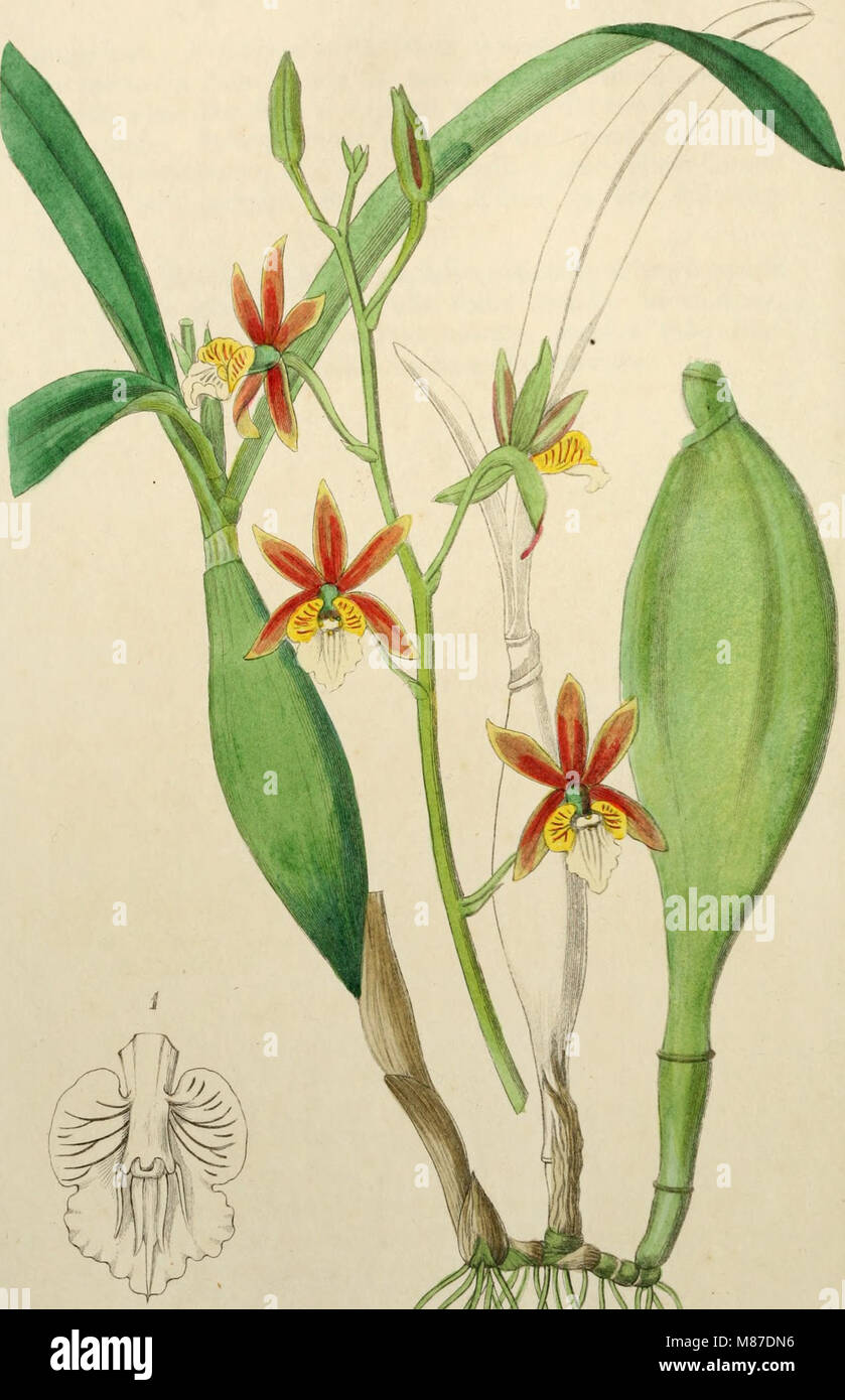 'Edwards' Botanical Register' (18291847) showcases a comprehensive