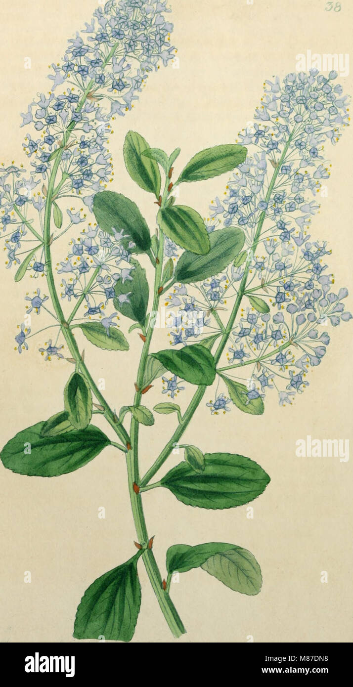 Edwards' Botanical Register offers a detailed catalog of ornamental