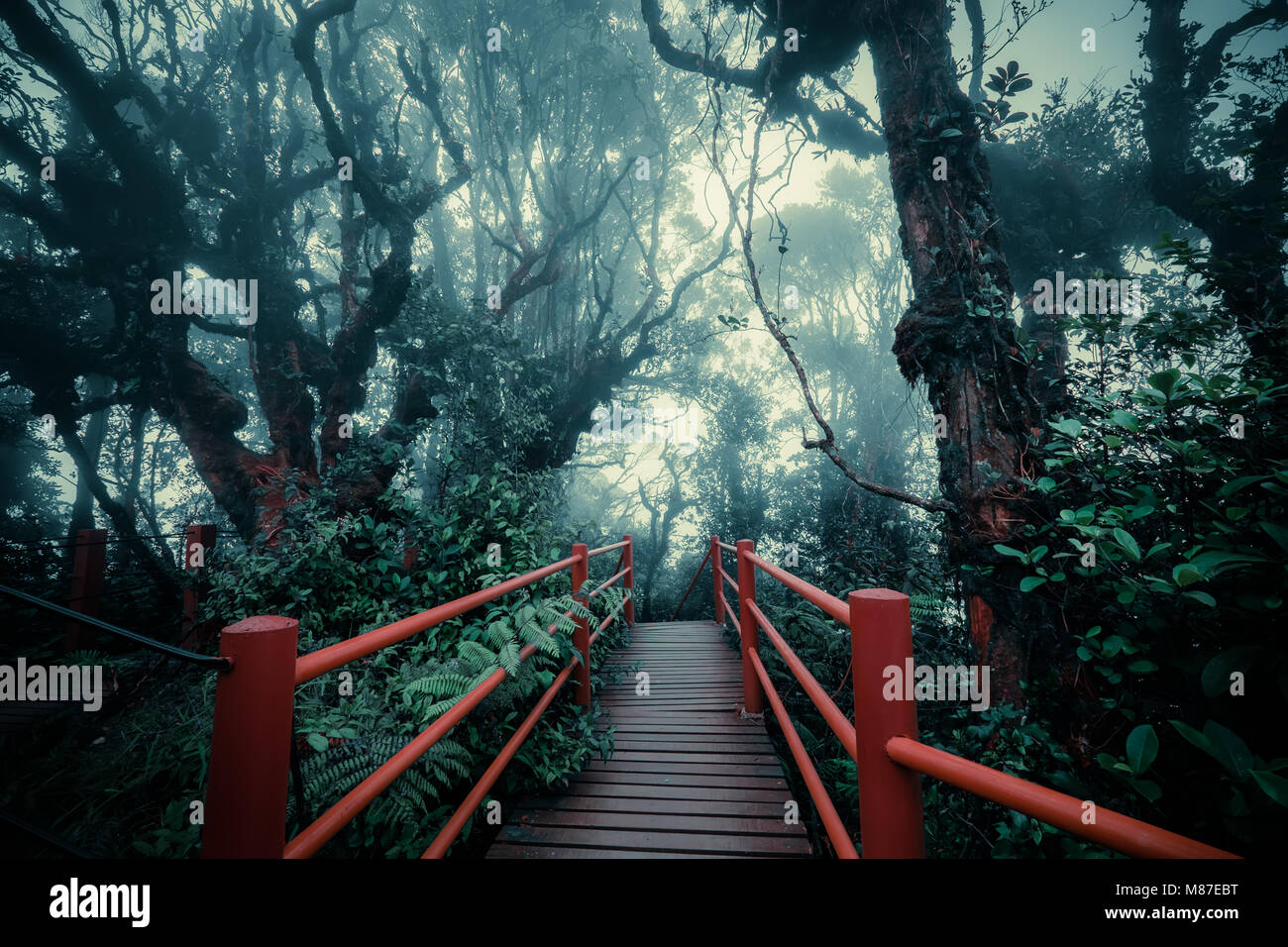 Mysterious landscape of foggy forest with wooden bridge runs through dense foliage. Surreal beauty of exotic trees, thicket of shrubs at tropical jung Stock Photo