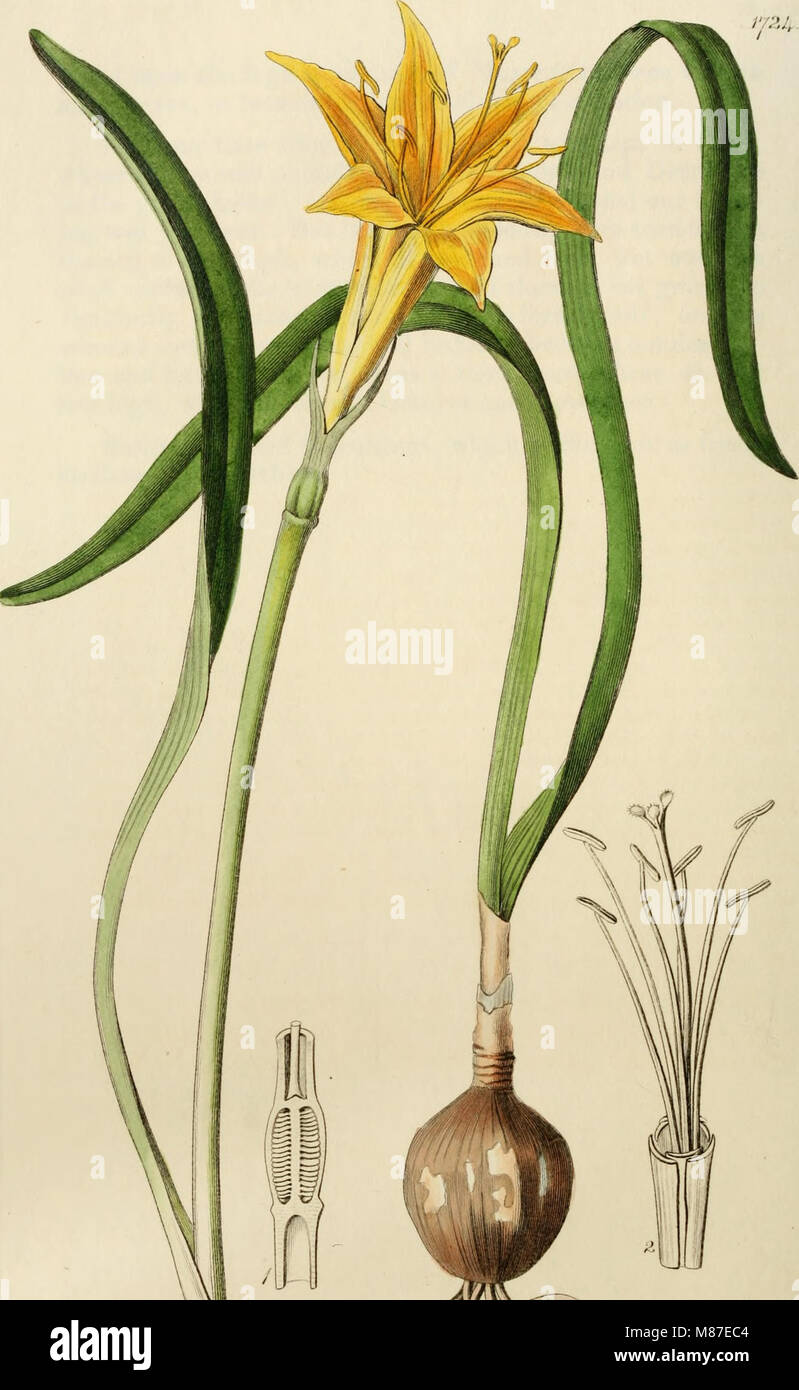 Edwards' Botanical Register offers a detailed catalog of ornamental