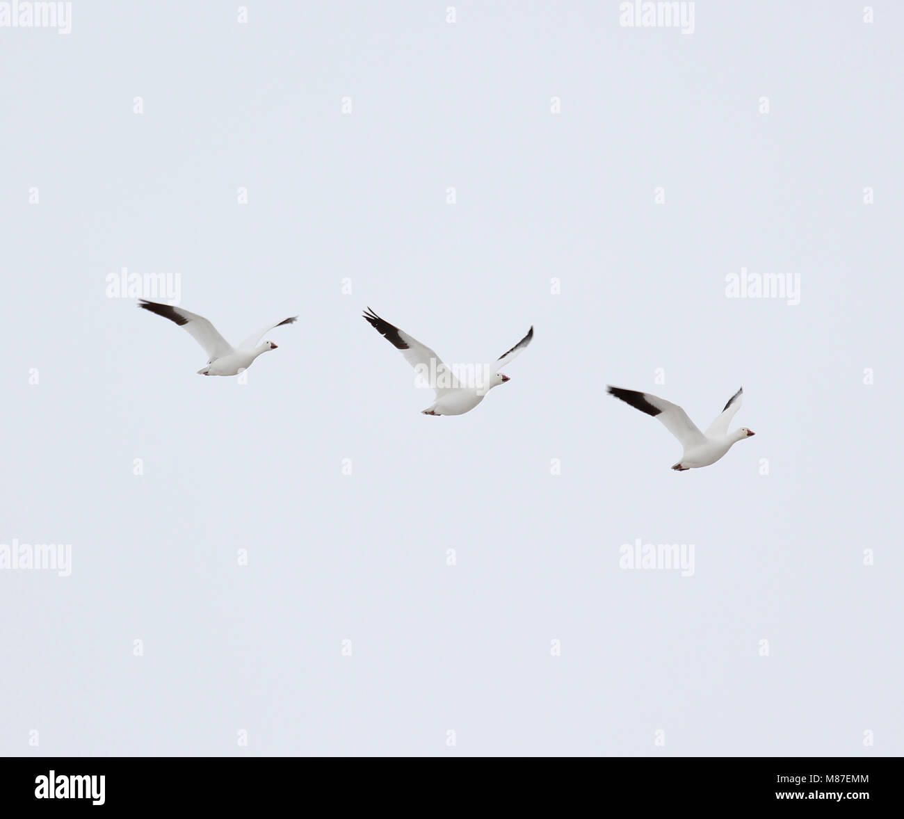 A small flock of Snow geese in Delta, Utah Stock Photo