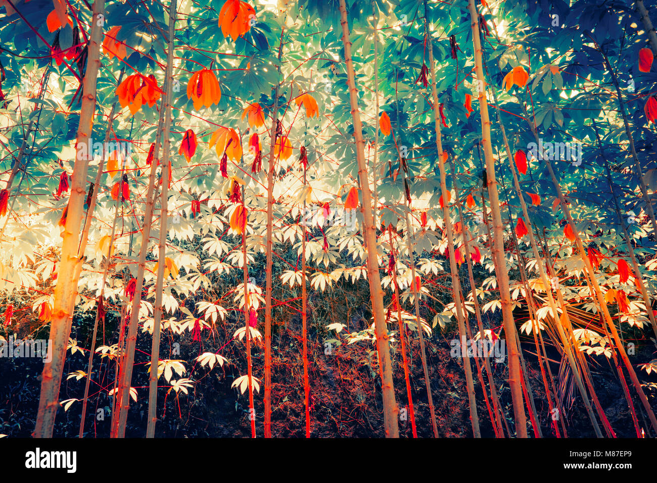 Surreal colors of fantasy tropical jungle plants with sun shining through dense vegetation Stock Photo