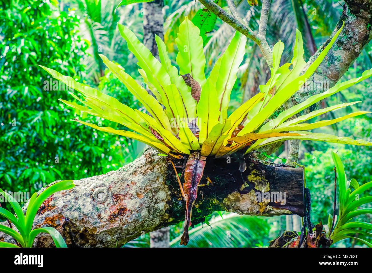 Amazing plant Birds Nest Fern (Asplenium nidus) and tropical flowers growing in fantasy garden. Wild nature of deep Indonesian jungles Stock Photo