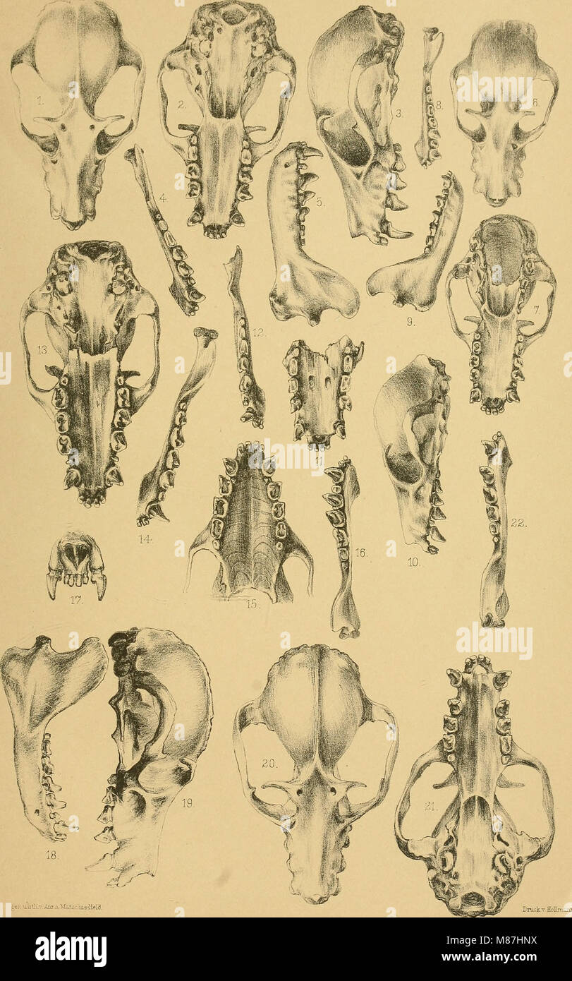 Die Fledermäuse des Berliner Museums für Naturkunde (1899) (20292494944) Stock Photo
