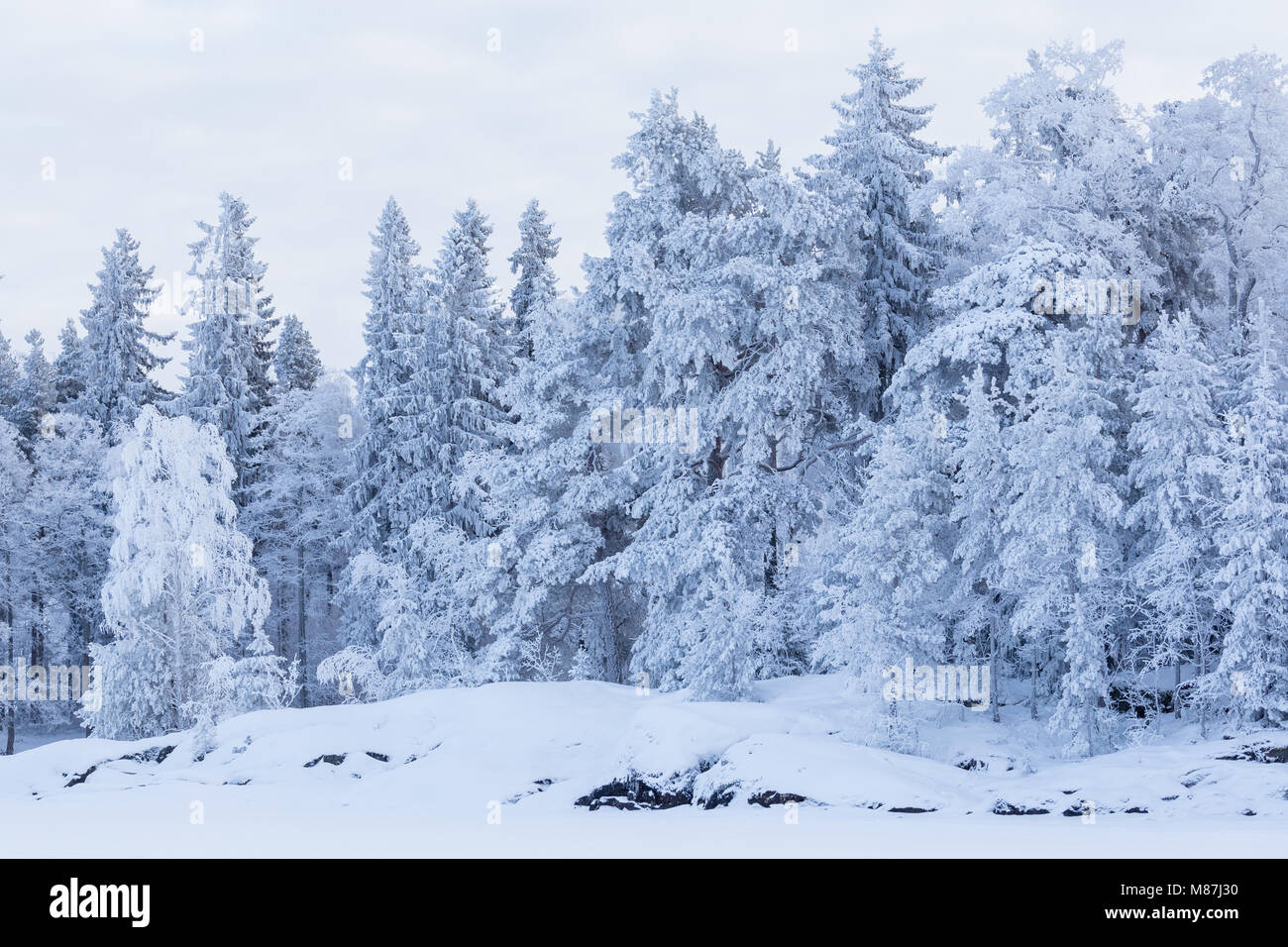 Trees covered in frost snow nature winter scene Stock Photo