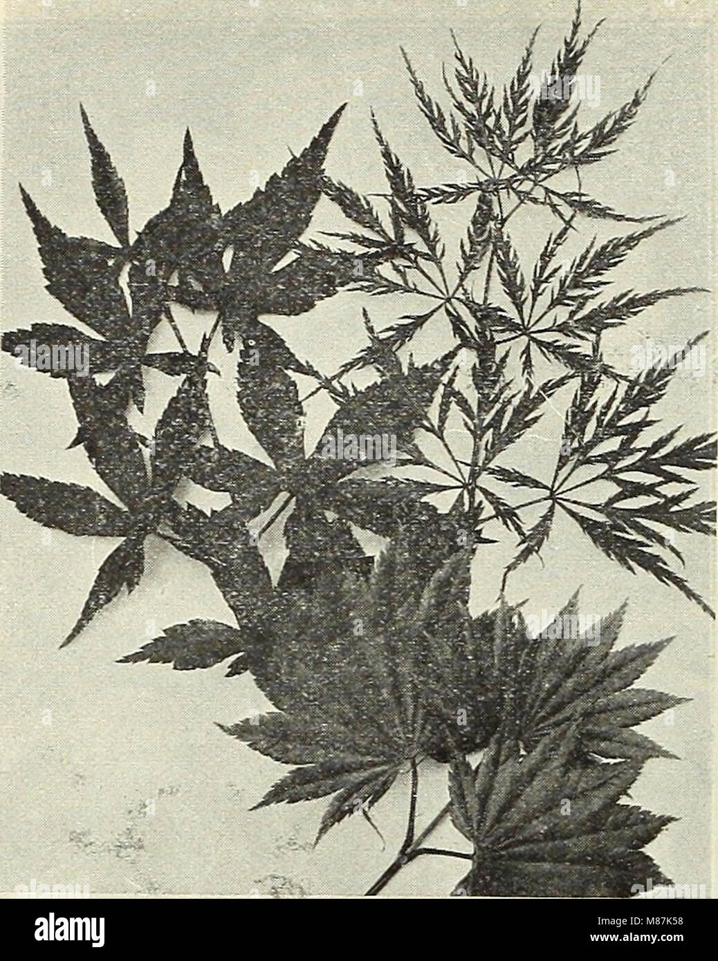 Dreer's wholesale price list - flower seeds for florists plants for florists bulbs for florists fertilizers, fungicides, insecticides, implements, etc (1916) (20874922179) Stock Photo