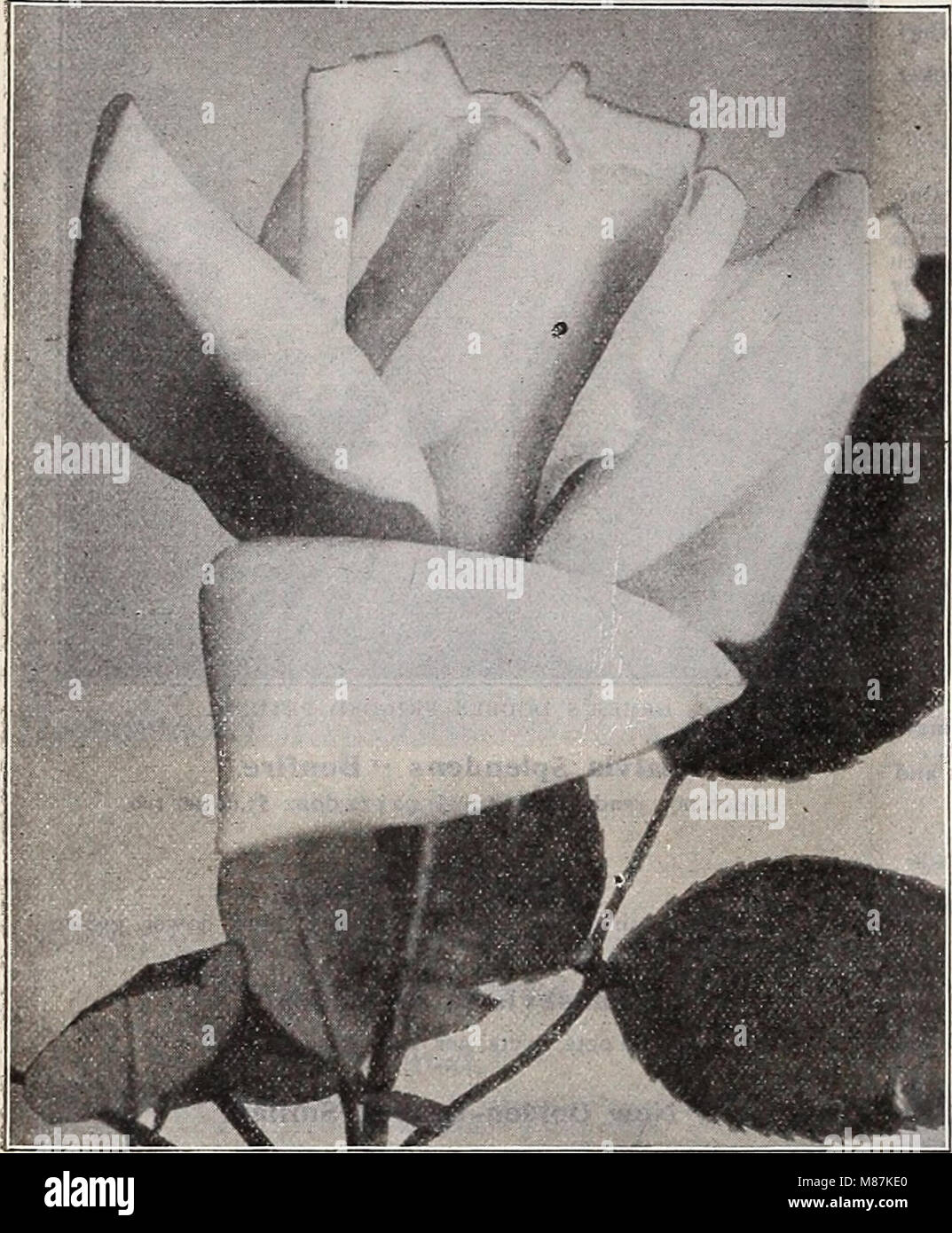 Dreer's wholesale price list spring edition April 1910 June - seeds plants and bulbs for florists fertilizers, insecticides, tools, sundries, etc (1910) (20870116808) Stock Photo