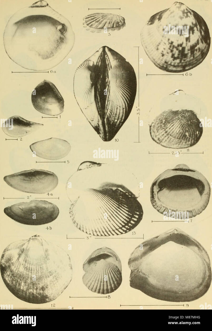 East coast marine shells; descriptions of shore mollusks together with