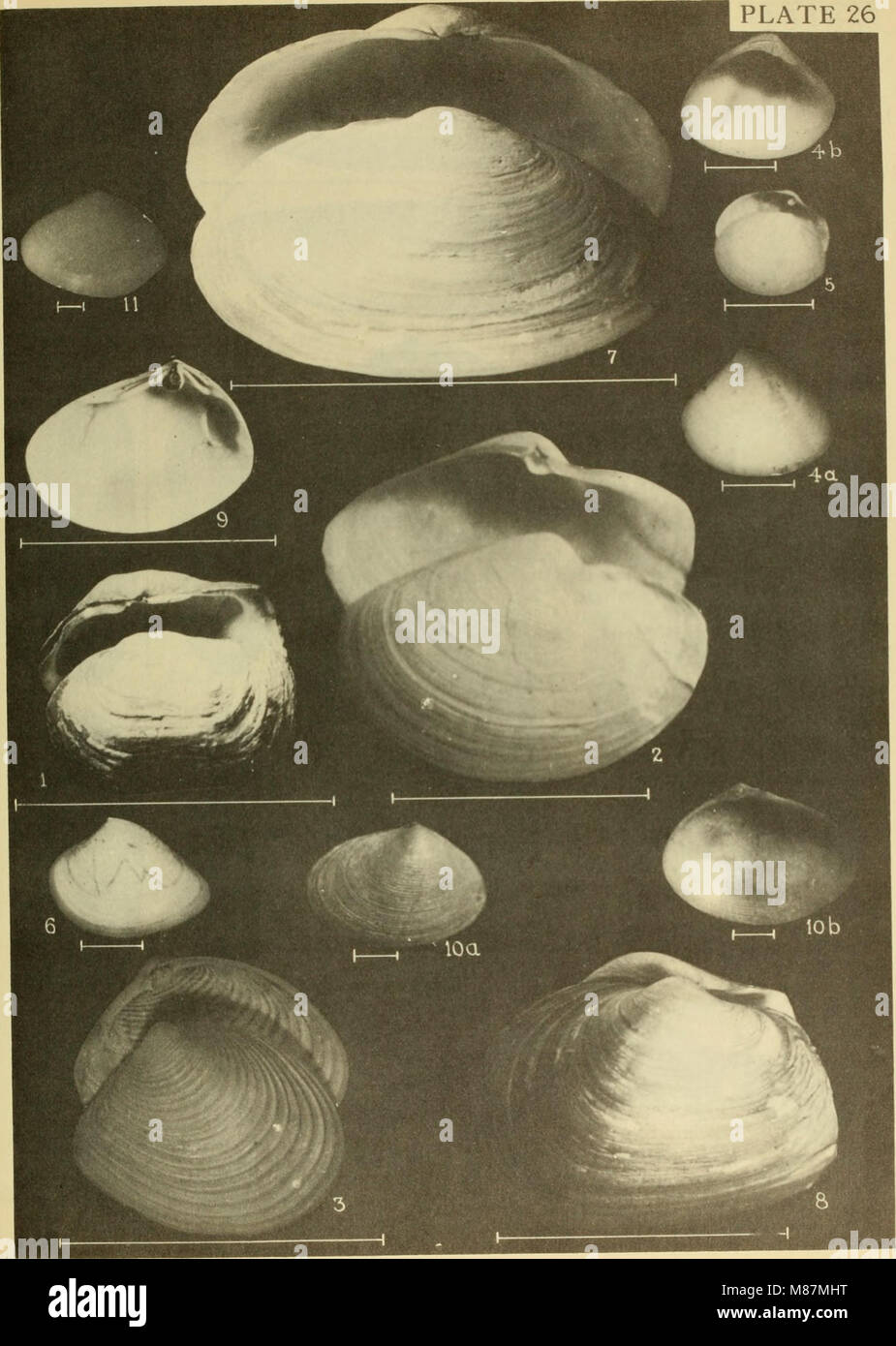 East coast marine shells; descriptions of shore mollusks together with