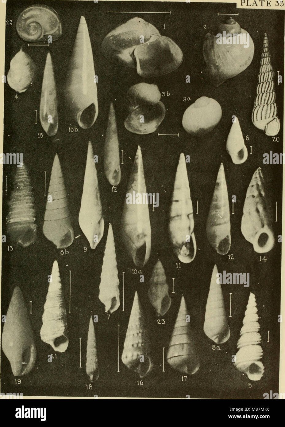 East coast marine shells descriptions of shore mollusks together with