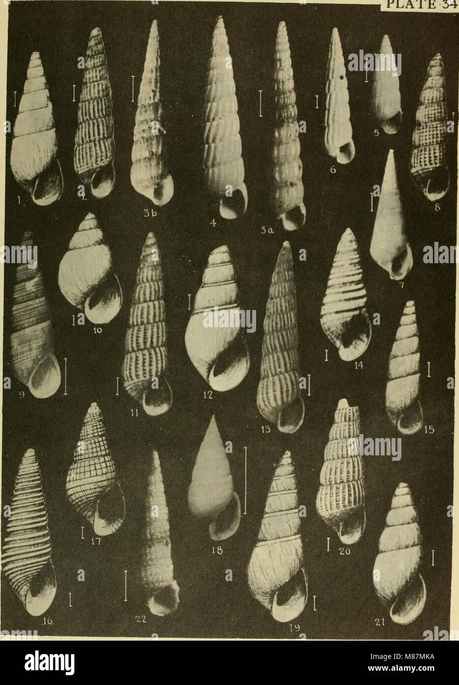 East coast marine shells descriptions of shore mollusks together with