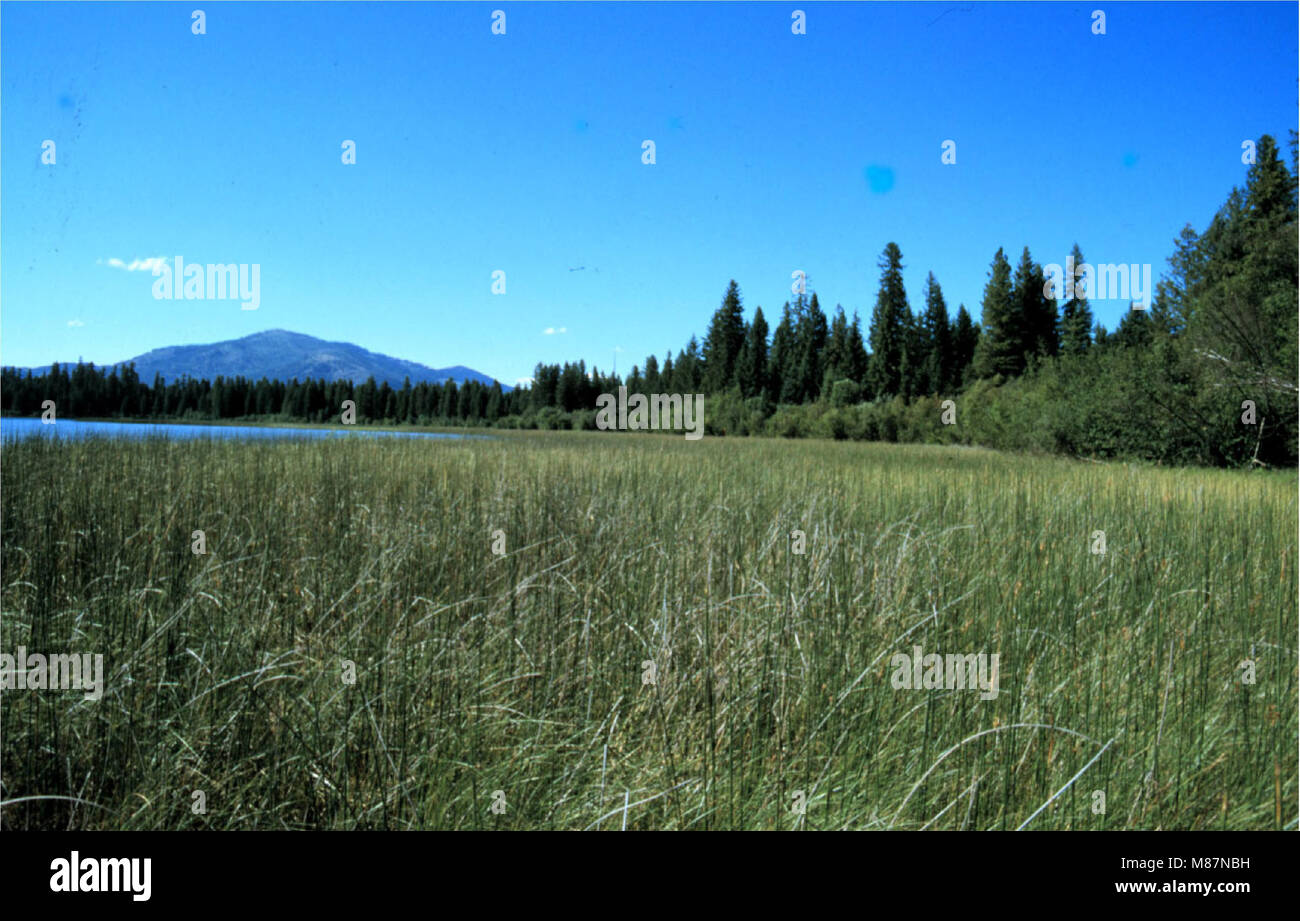 Ecological inventory of wetland sites in the Thompson Chain of Lakes