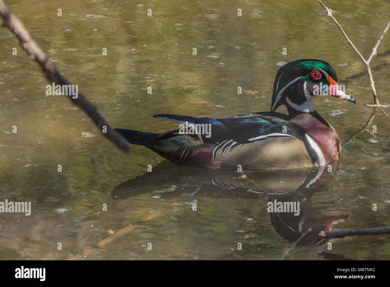 Wood Duck in water Stock Photo