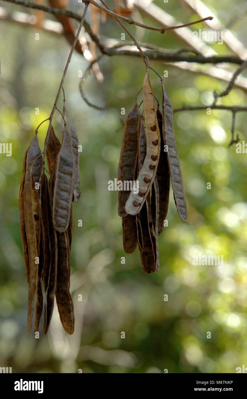 Dried seed pods of the False Acacia Tree, Robinia Pseudoacacia or also known as the Locust Tree. Stock Photo