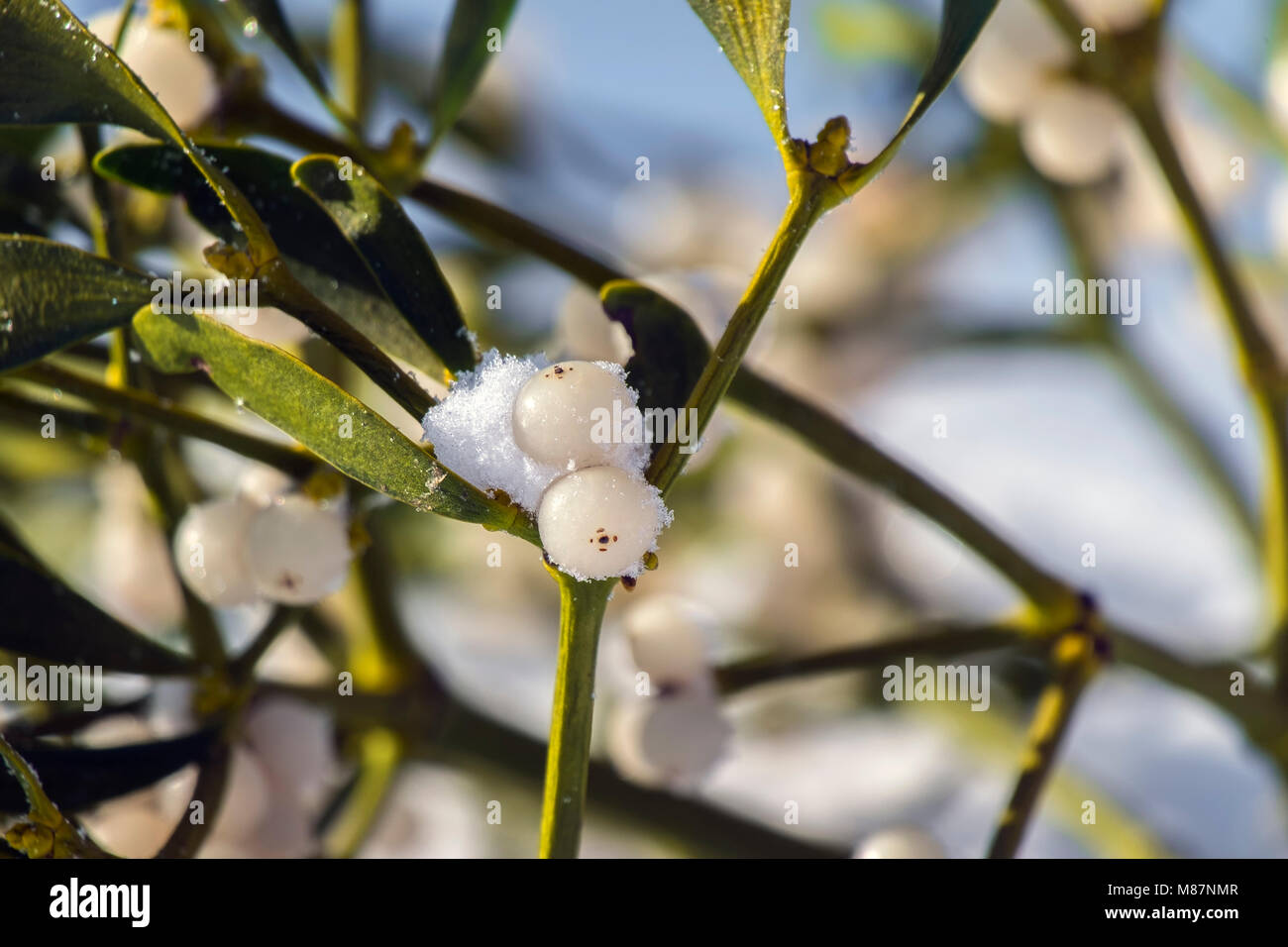 Berry of mistletoe covered with snow (Viscum album) Stock Photo