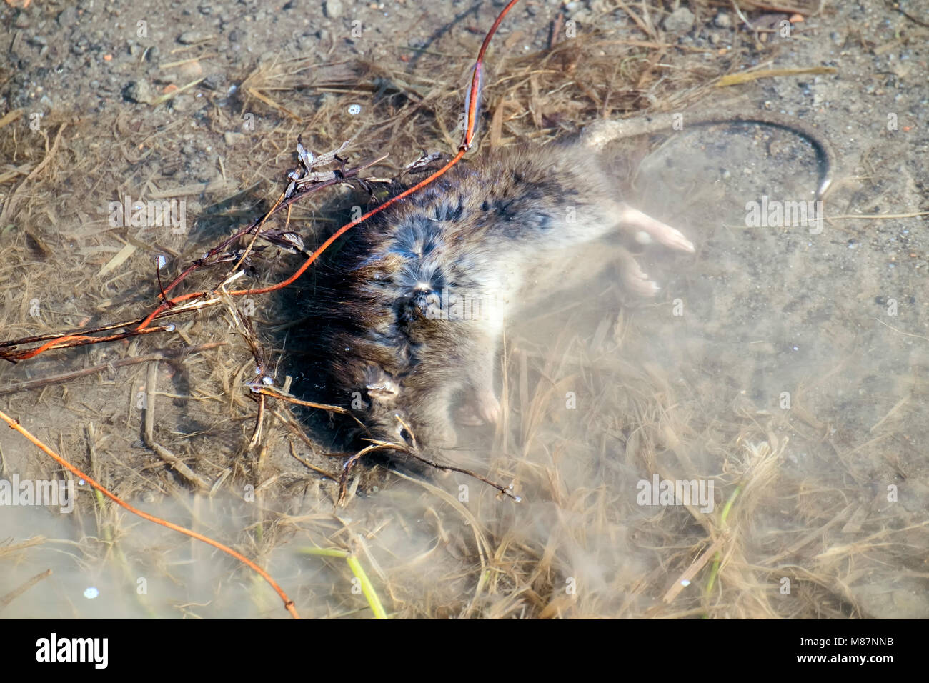 Dead rat lies in the water (Rattus) Stock Photo