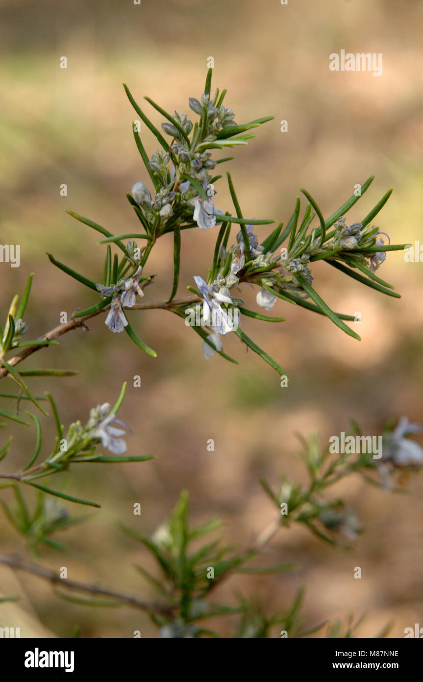 The Herb Rosemary - Rosmarinus Officinalis Stock Photo