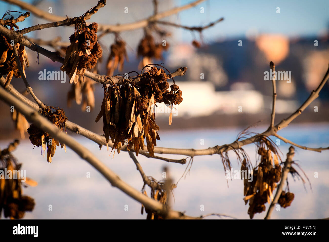 Dry common seeds of ash (Fraxinus excelsior) Stock Photo