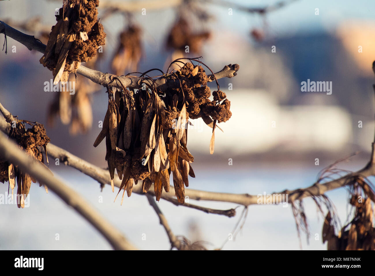 Dry common seeds of ash (Fraxinus excelsior) Stock Photo