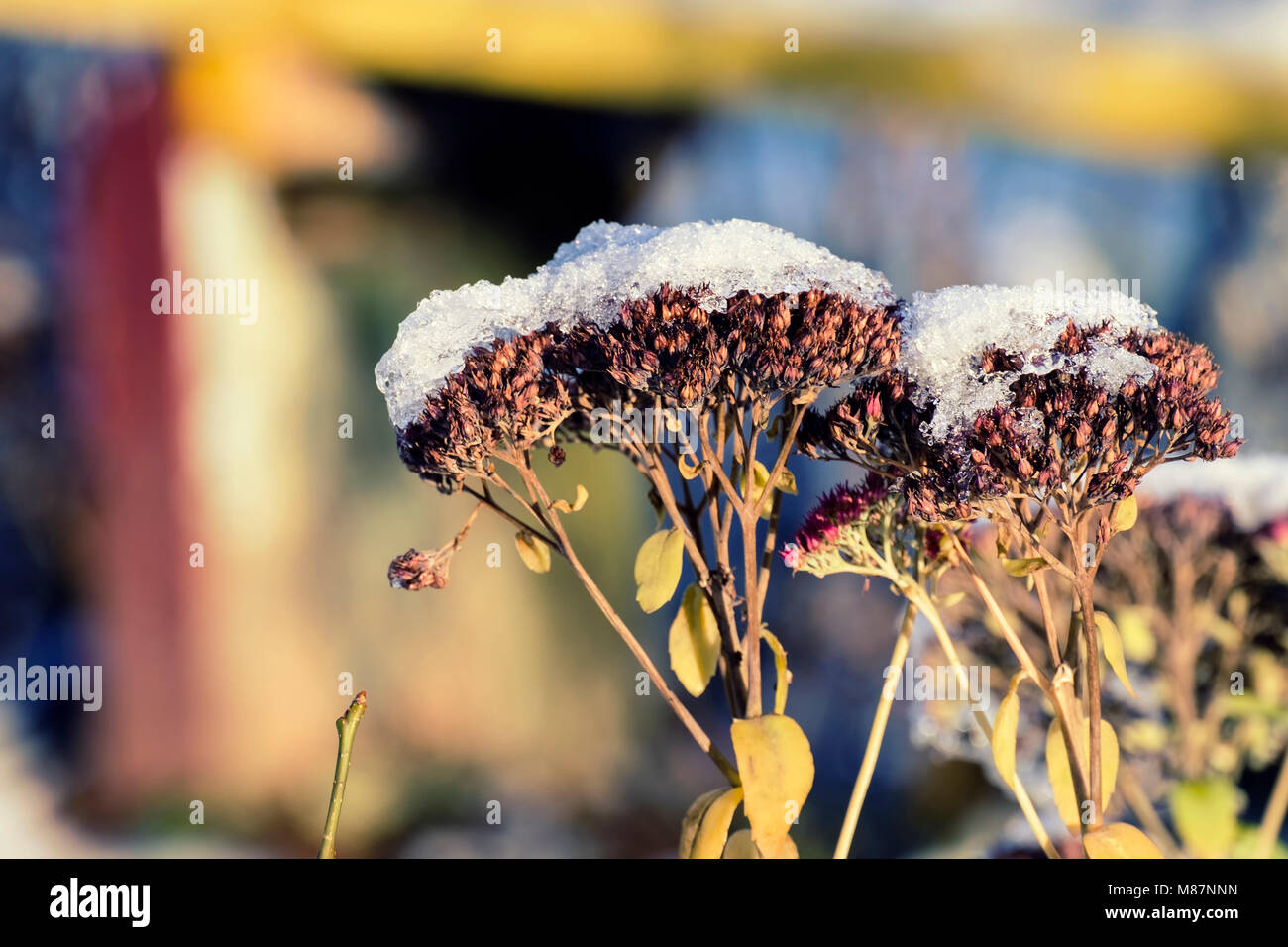 Dry flowers of gravel root sprinkled with snow (Eutrochium purpureum) Stock Photo