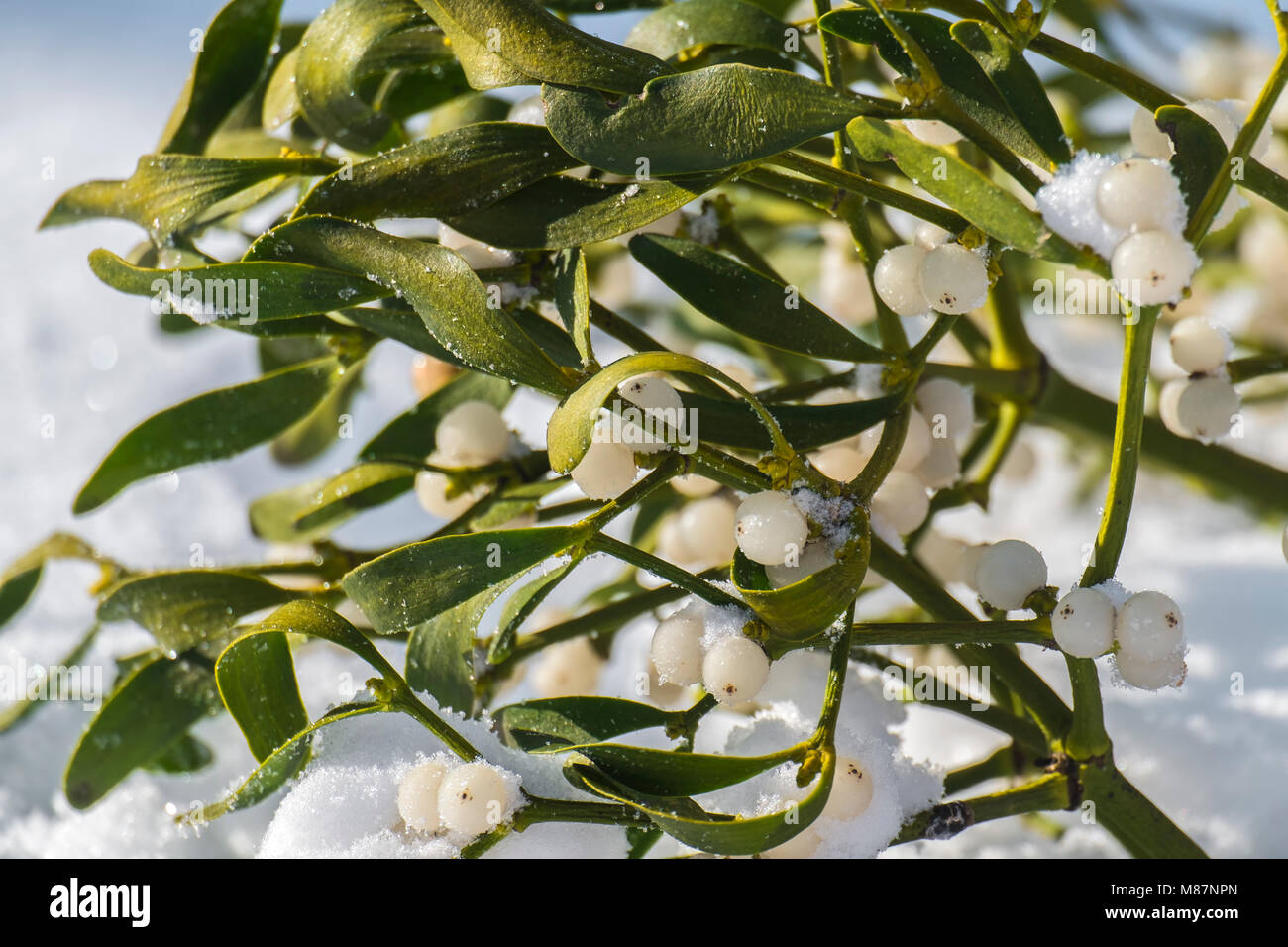 Evergreen branch of mistletoe with ripe berries on snow (Viscum album) Stock Photo