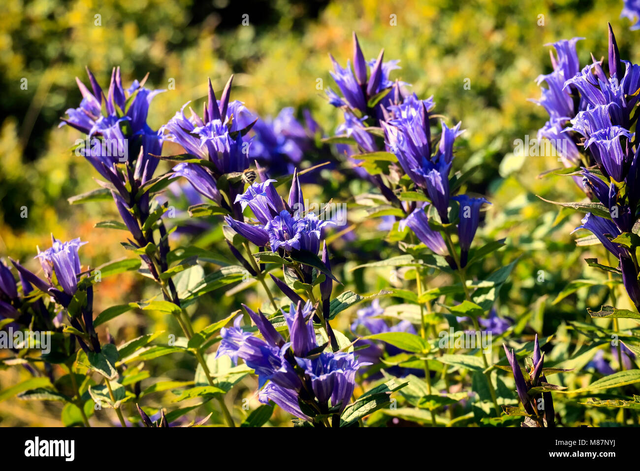 Medicinal herbs: Blue flowers of willow gentian (Gentiana asclepiadea) Stock Photo
