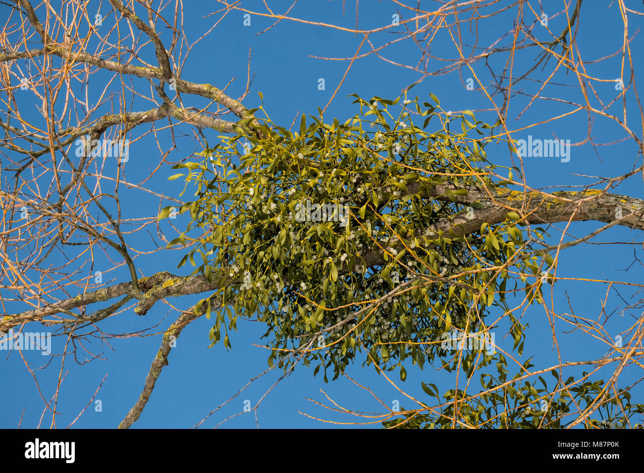 Spherical mistletoe branch with ripe berries on the tree (Viscum album) Stock Photo