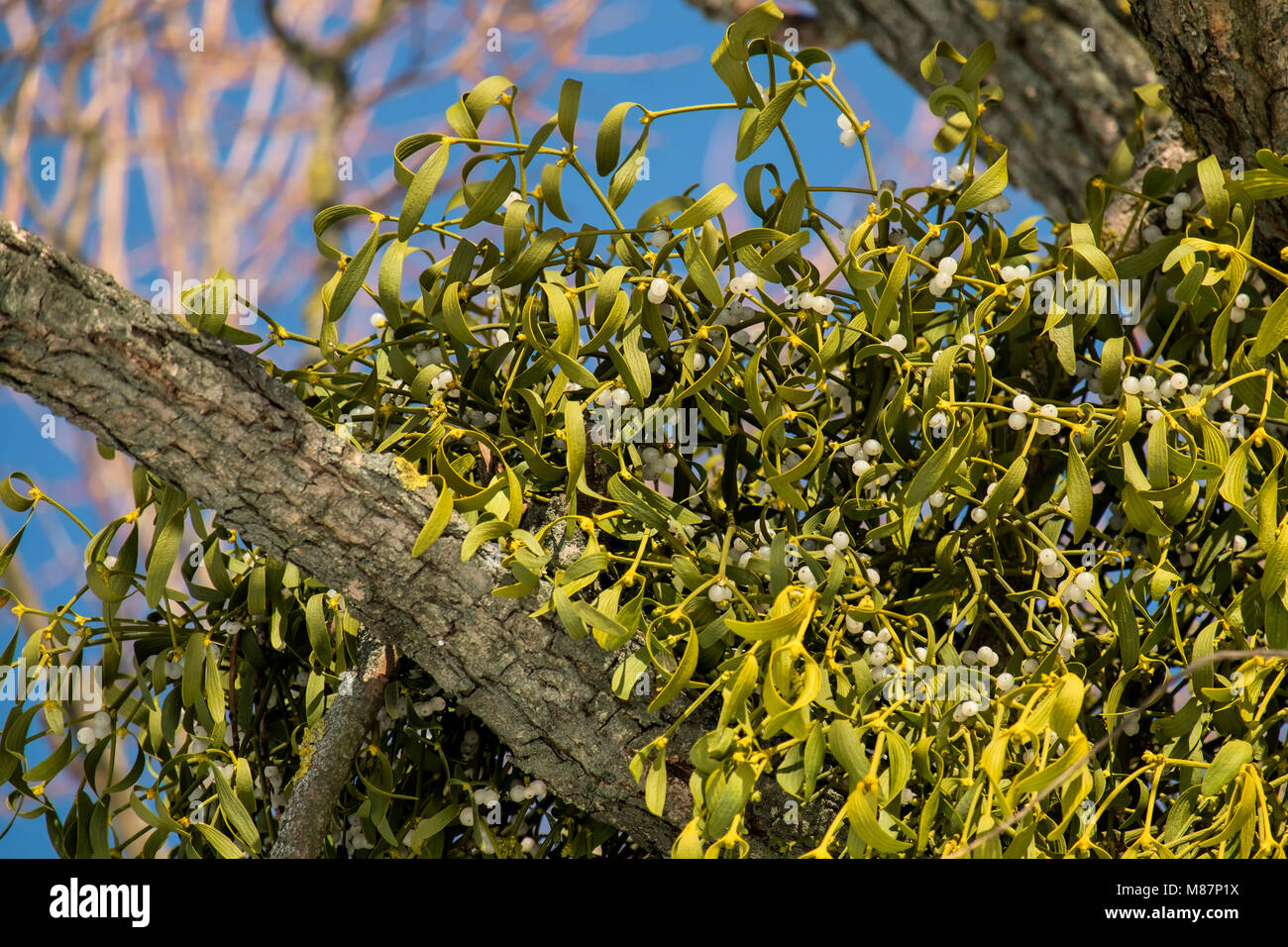 Tree branches affected by mistletoe (Viscum album) Stock Photo