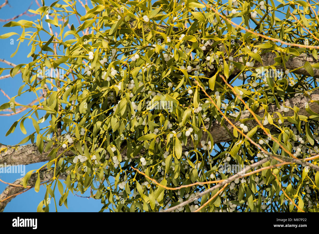Tree branches affected by mistletoe (Viscum album) Stock Photo