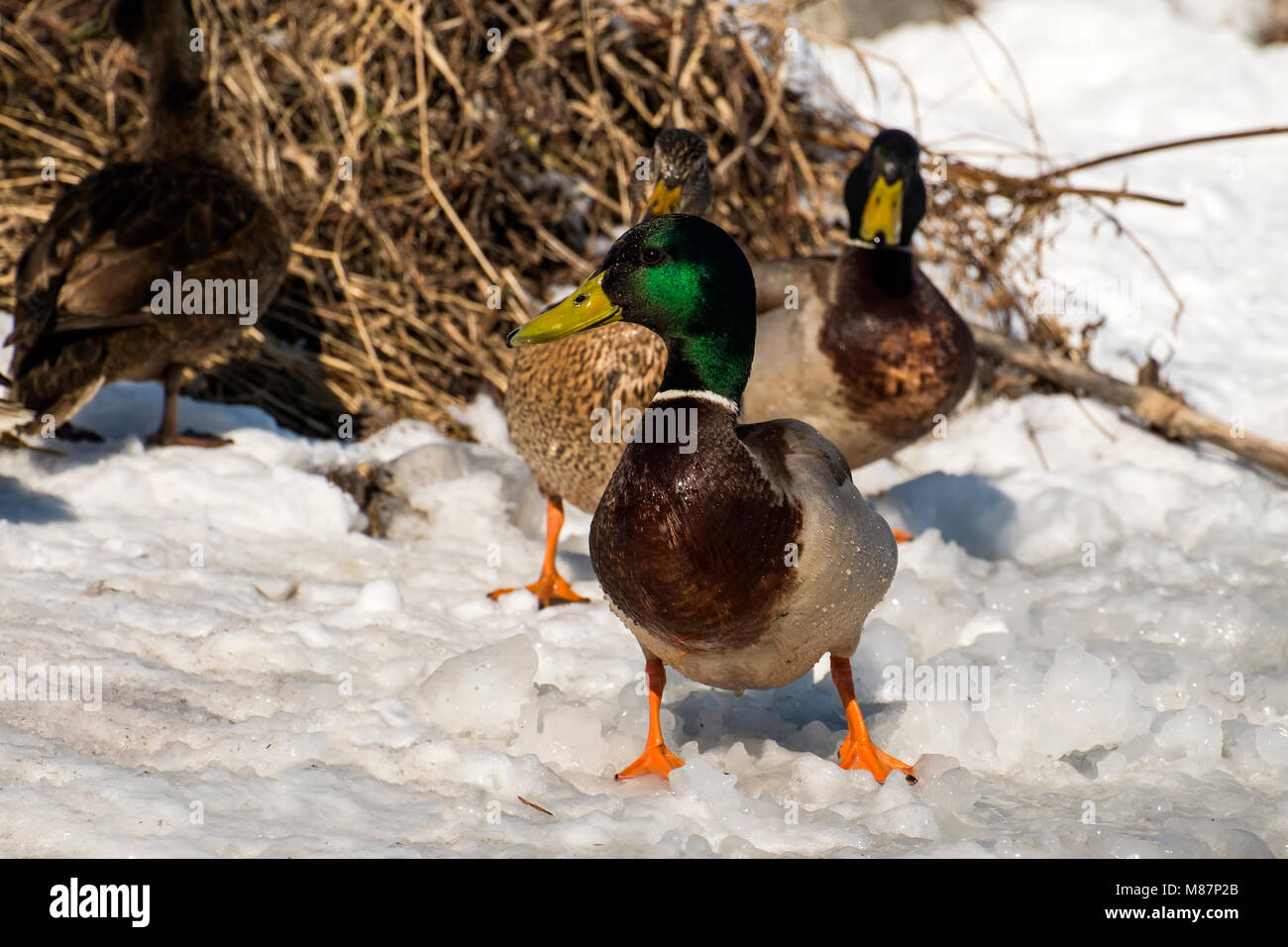 Adult male mallard stands barefooted on the snow. Drake mallard (Anas platyrhynchos) Stock Photo