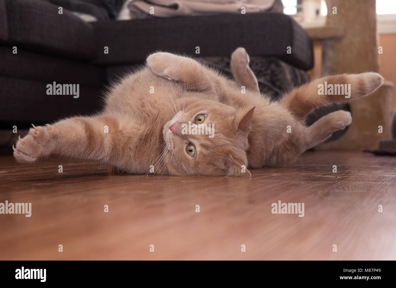 Montreal,Canada,15,March,2018. Close-up of a tabby cat stretching on floor.Credit:Mario Beauregard/Alamy Live News Stock Photo