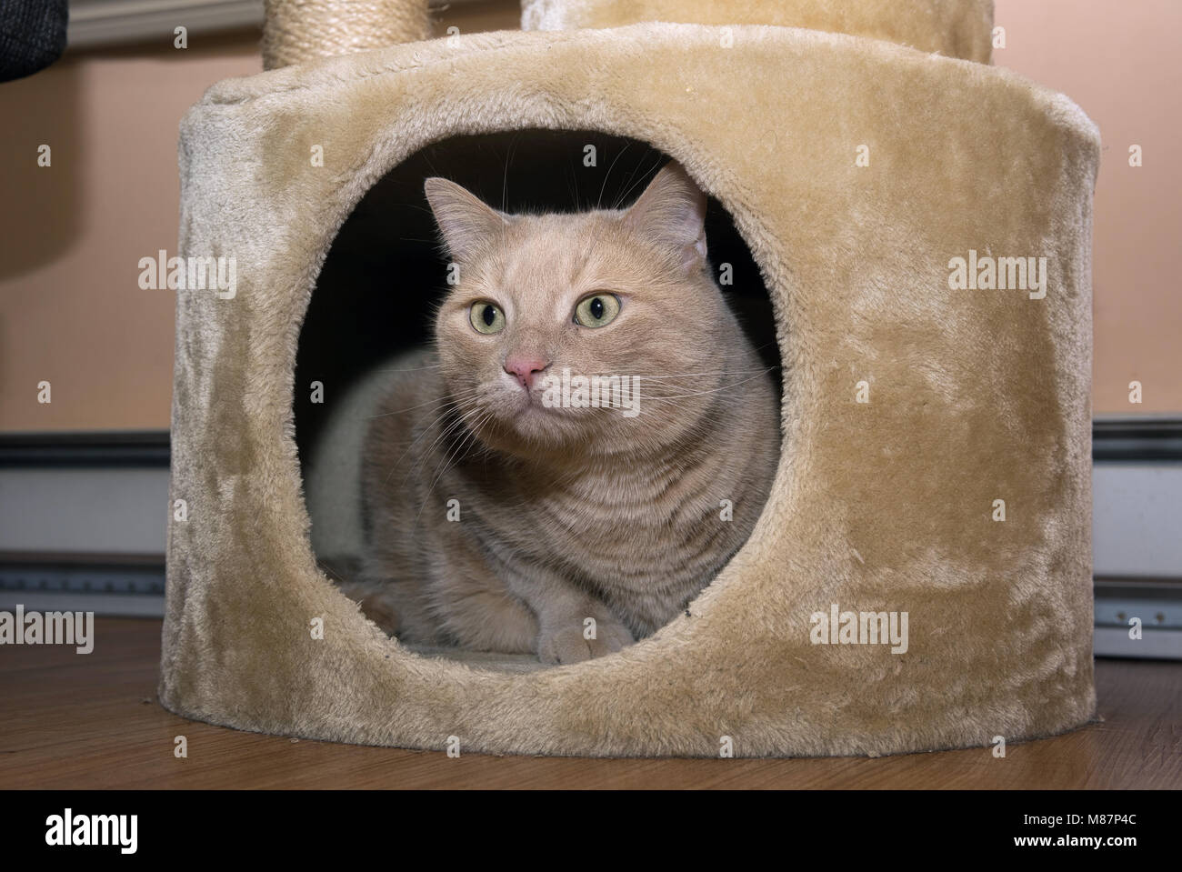Montreal,Canada,15,March,2018. Close-up of a tabby cat in his cat-house.Credit:Mario Beauregard/Alamy Live News Stock Photo