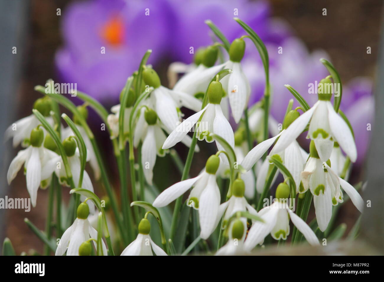Fragile white snowdrops flowers close up against purple blurred crocuses. Stock Photo