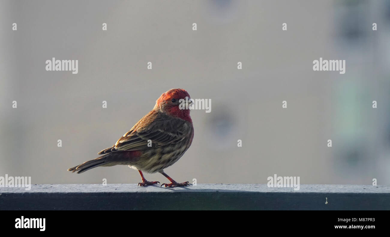 Male house finch standing on railing of urban balcony Stock Photo