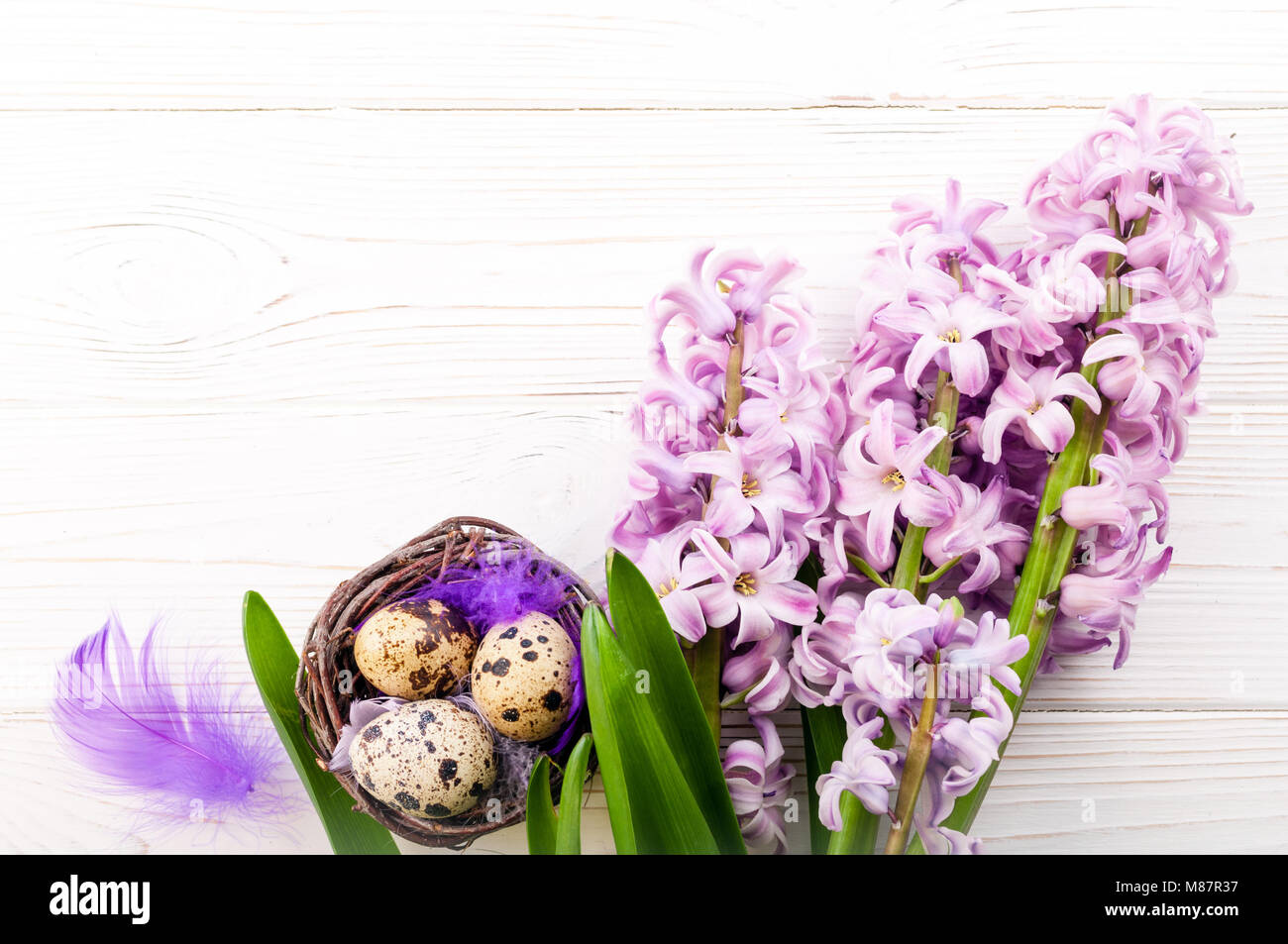 Easter background. Hyacinth spring flowers and nest with eggs on white ...