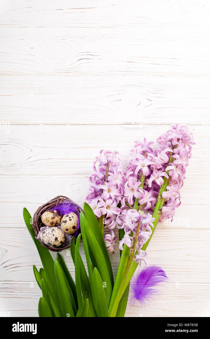 Easter background. Hyacinth spring flowers and nest with eggs on white ...