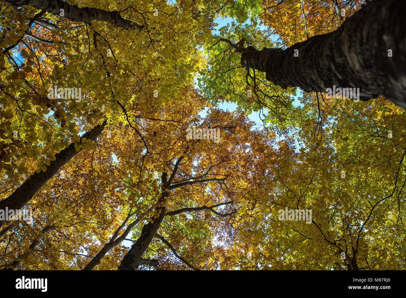 trees to the sky Stock Photo - Alamy