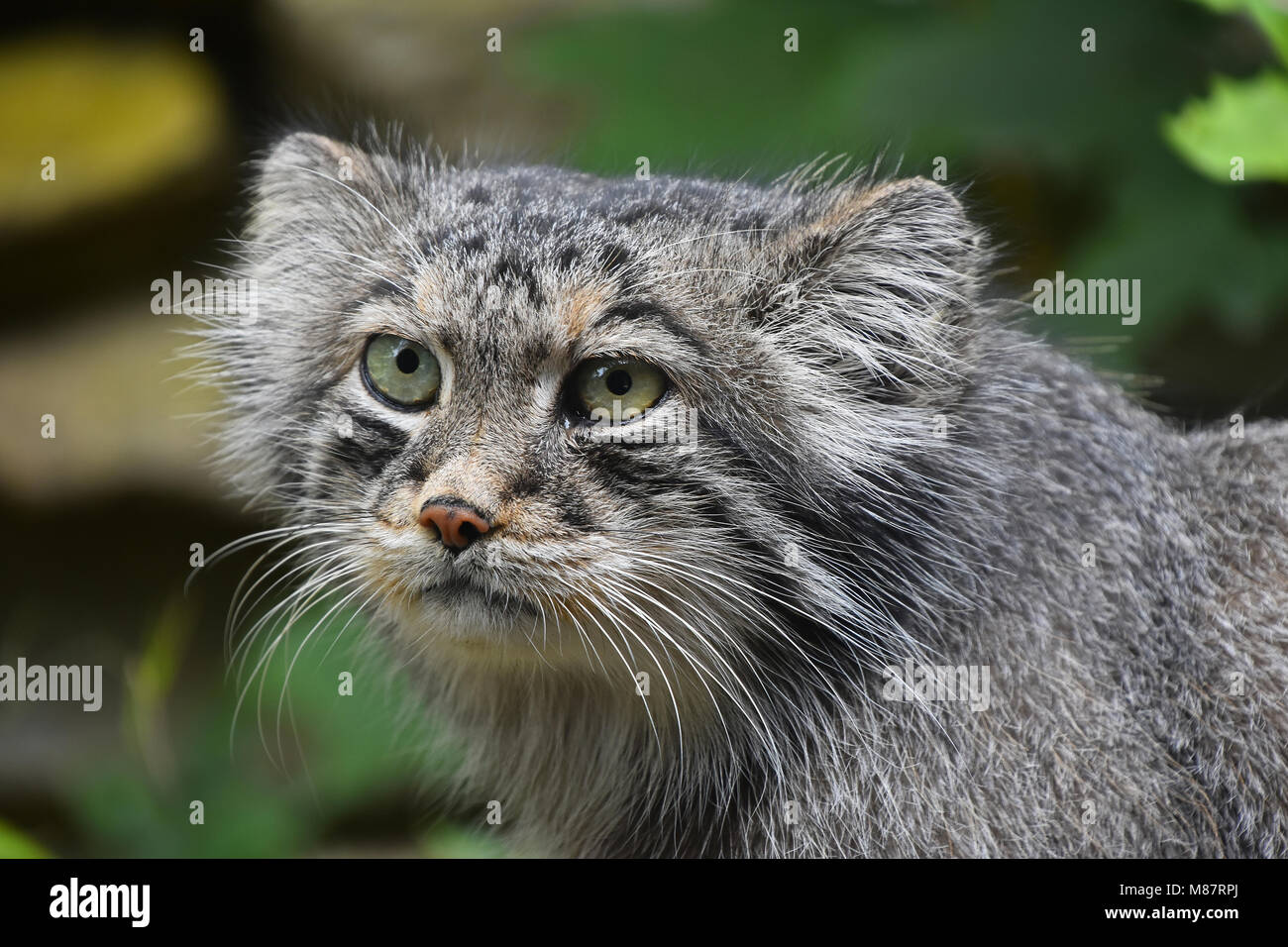Close up portrait of one cute Manul kitten (The Pallas's cat or Otocolobus manul) looking at camera, low angle view Stock Photo