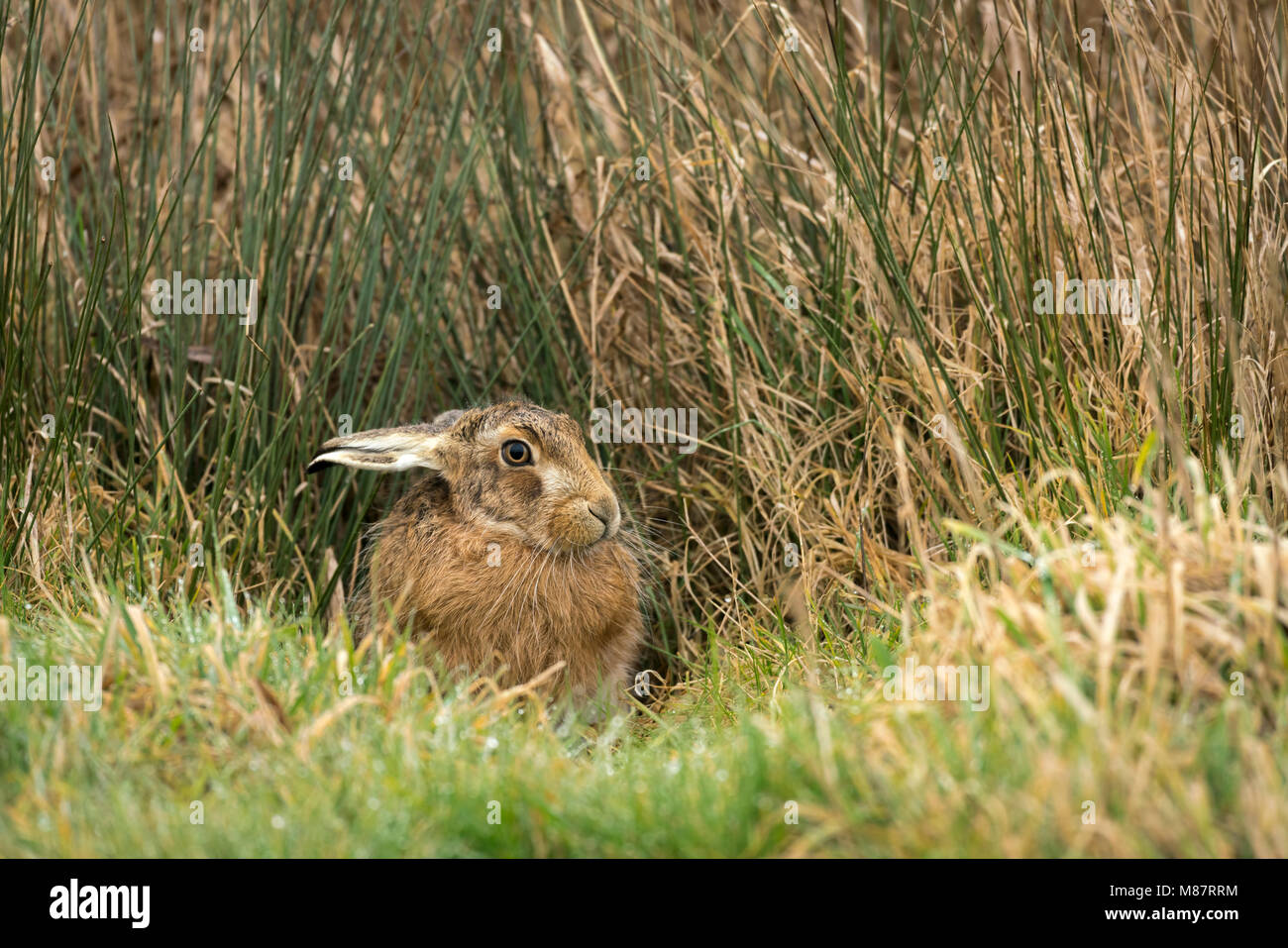 European brown hare,  Lepus europaeus, early March on rough Suffolk pastureland Stock Photo