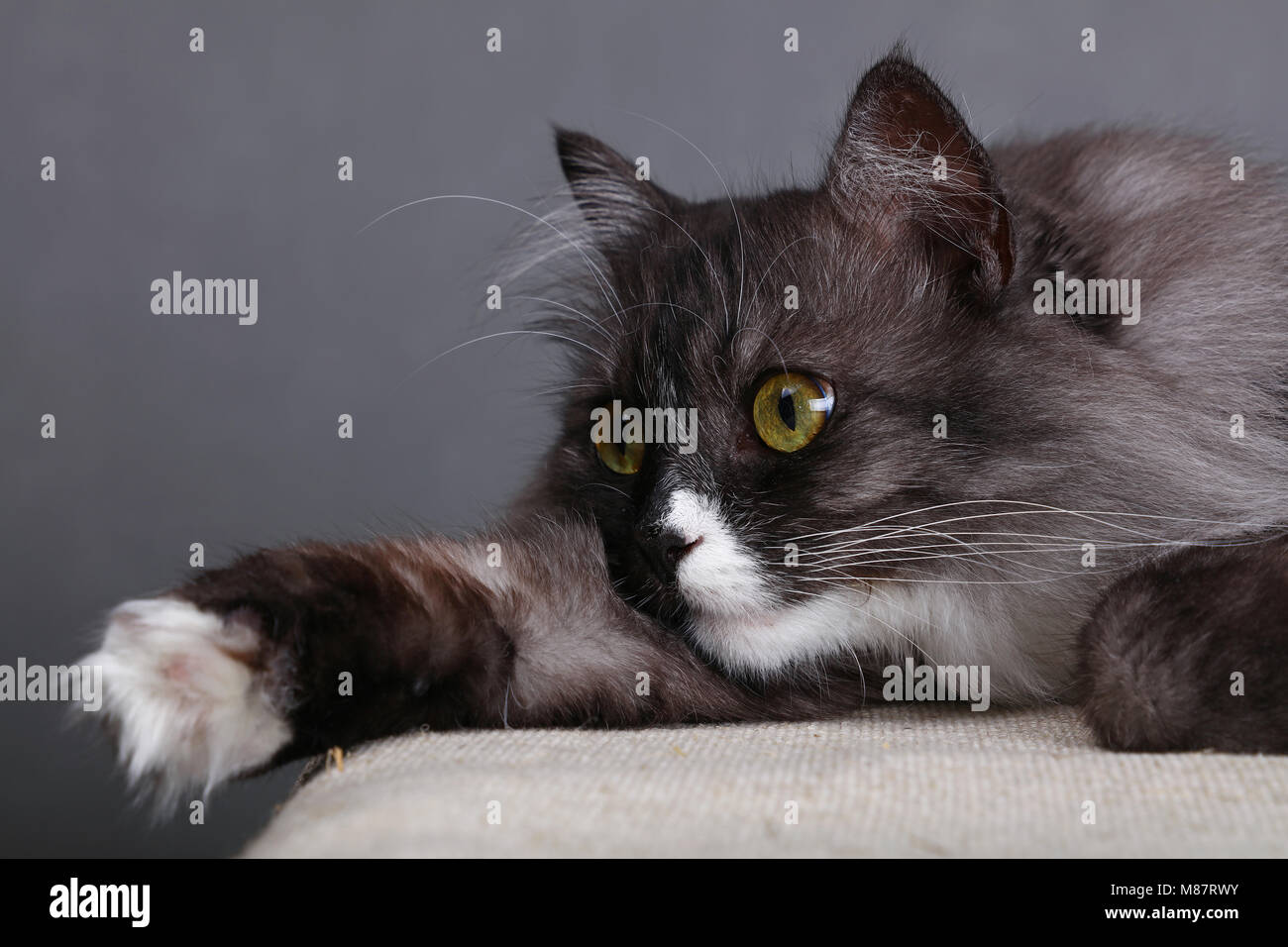 Close up side profile portrait of one cute gray domestic cat with white spots, paws and large whisker, resting and looking away over gray background,  Stock Photo