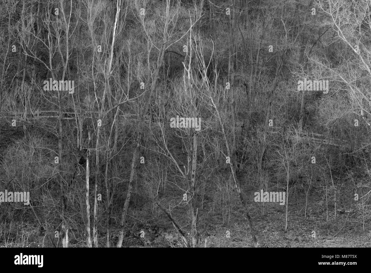 woods, black and white trees Stock Photo