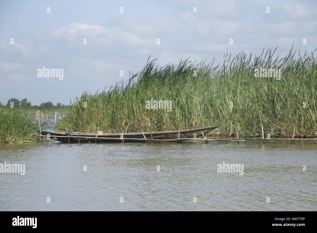 Canoe in front of reeds Stock Photo Alamy