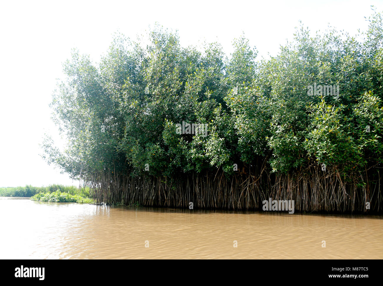 Mangrove trees in Lake Nokoue Stock Photo - Alamy