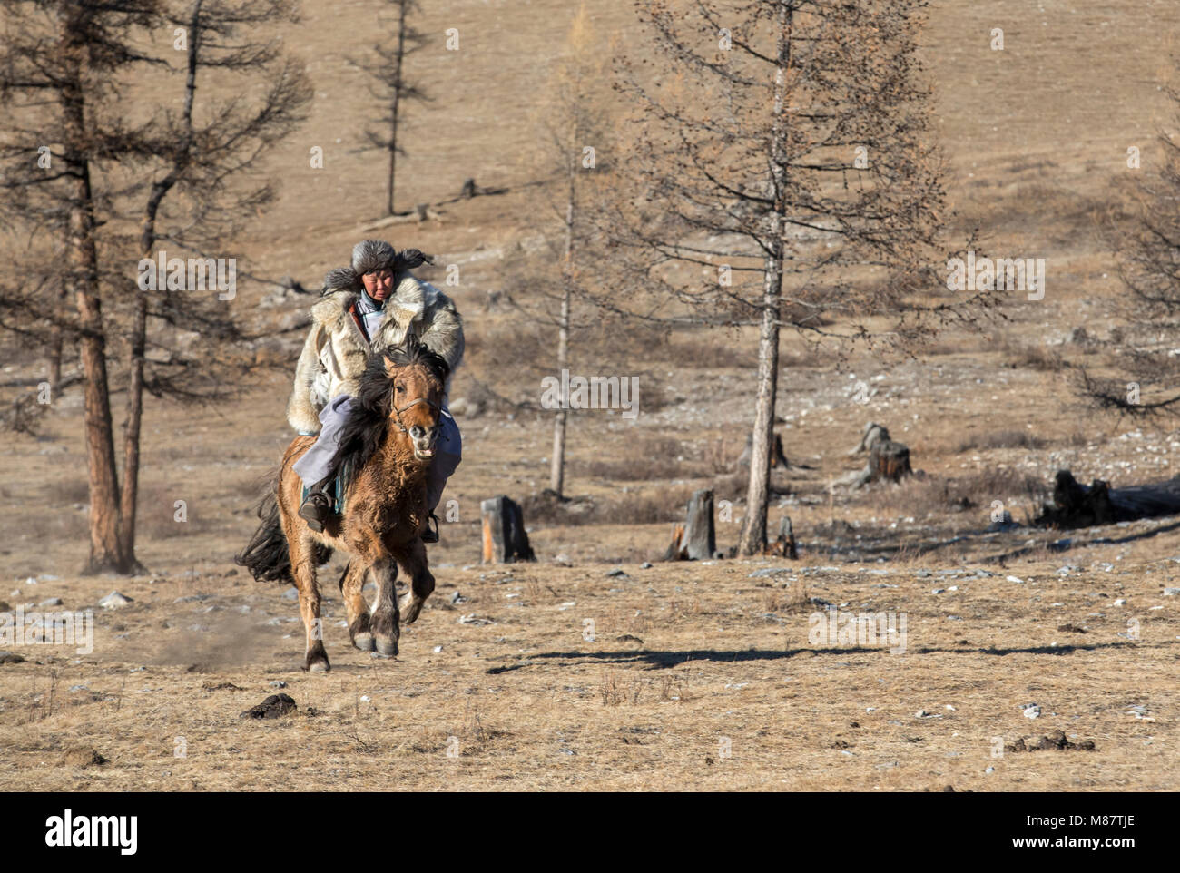 mongolian man wearing a wolf skin jacket, riding his horse in a steppe in Northern Mongolia Stock Photo