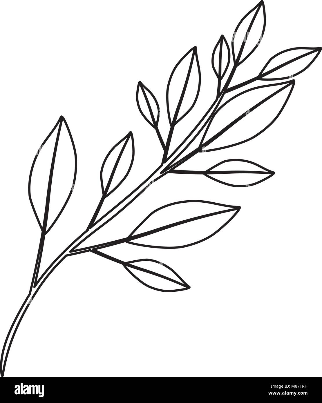 monochrome contour of branch with leaves Stock Vector Image & Art - Alamy