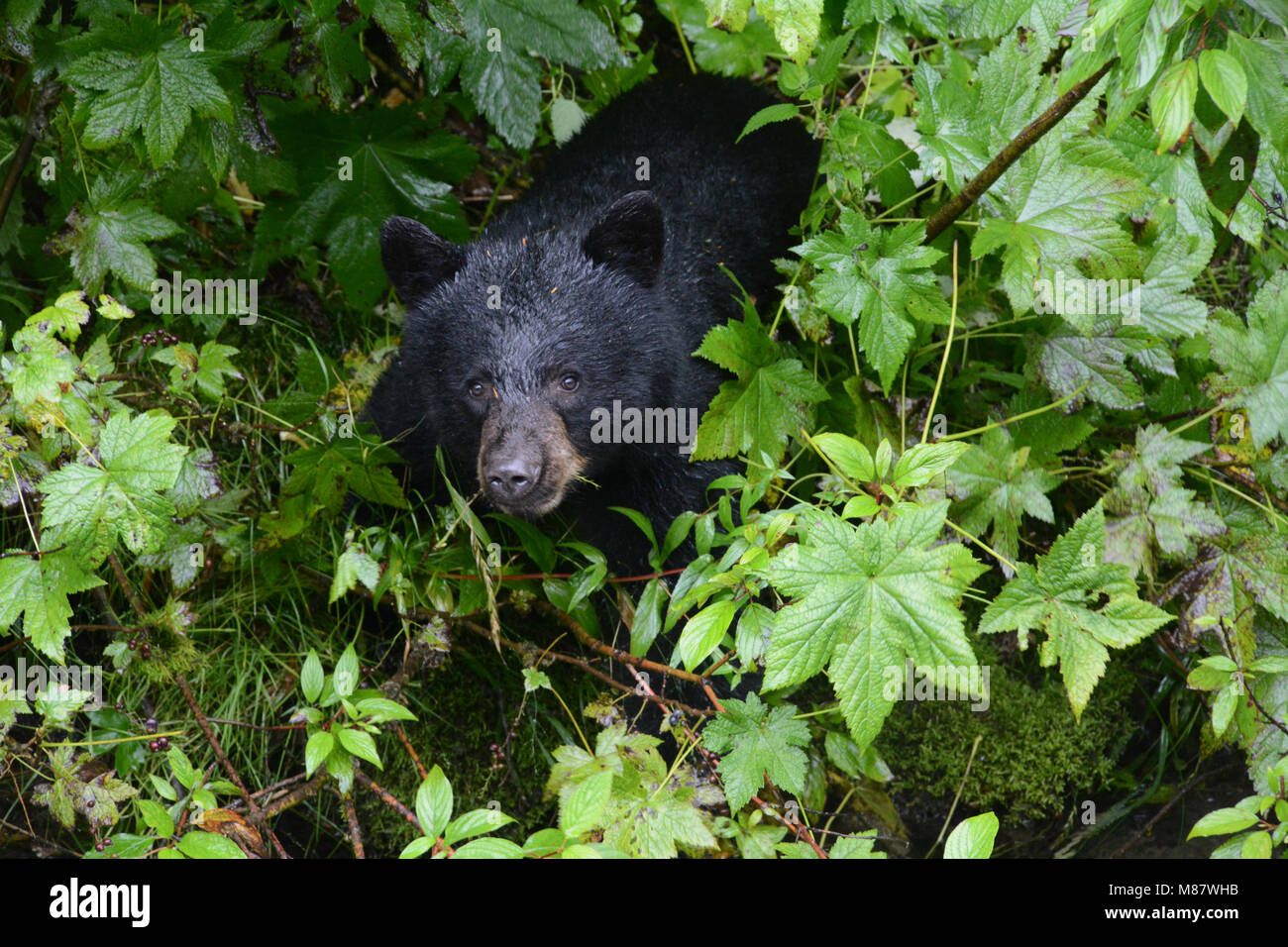 A young black bear below the viewing platform at the Fish Creek Wildlife Observation Site, in the Tongass National Forest, near Hyder, Alaska, USA. Stock Photo